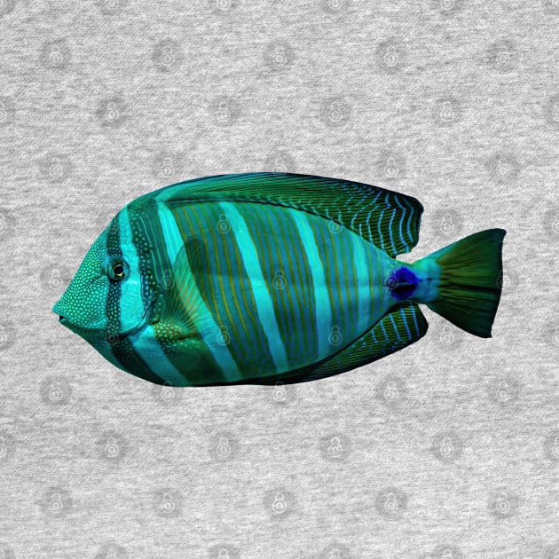 Sailfin tang by dalyndigaital2@gmail.com